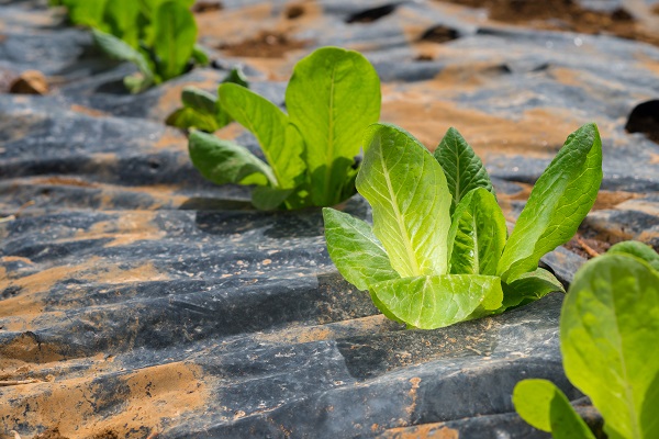Lettuce, Agriculture, cultivated field Mulch Film
